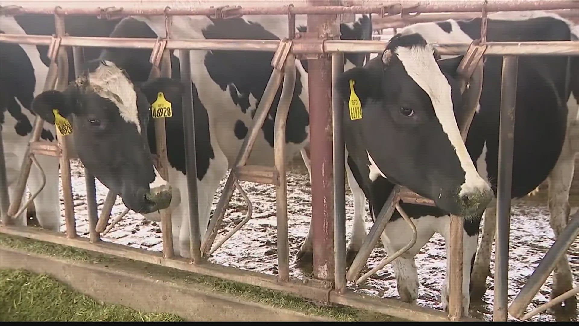 In Arizona, a dairy farm is turning cow manure into renewable natural gas. We walk you through it so you don't have to smell it.