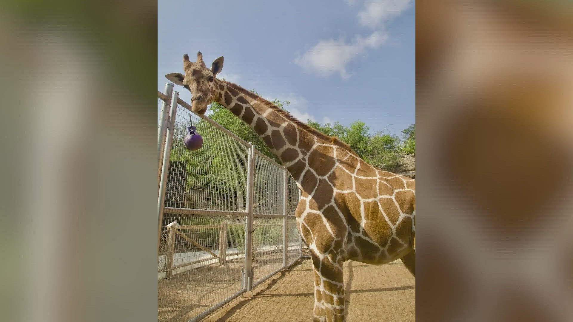 World Giraffe Day! Celebrate with us!