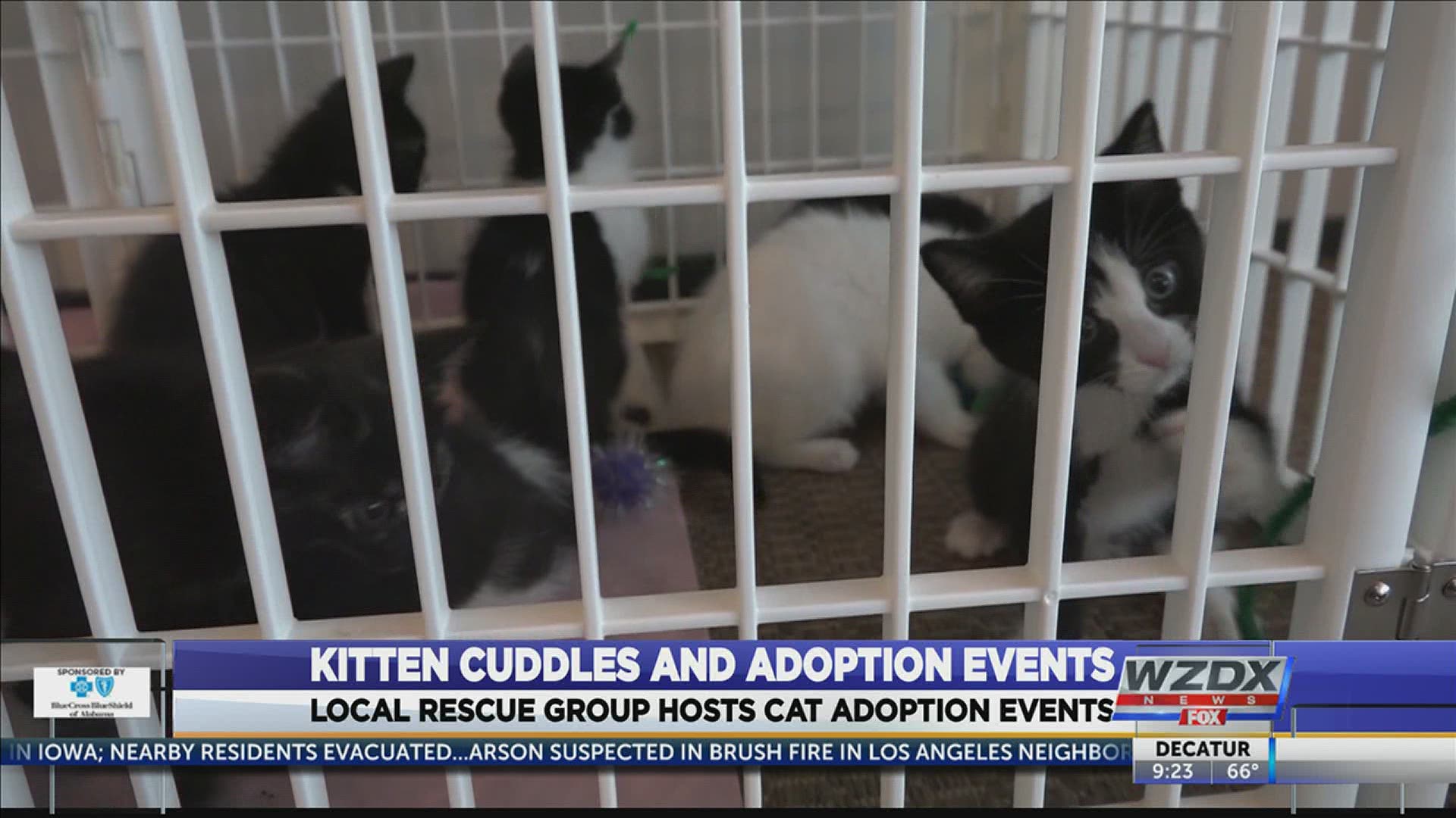 Local cat rescue group hosts adoption events around North Alabama. These events allow people to get in some cuddles while finding a forever home for these cats.