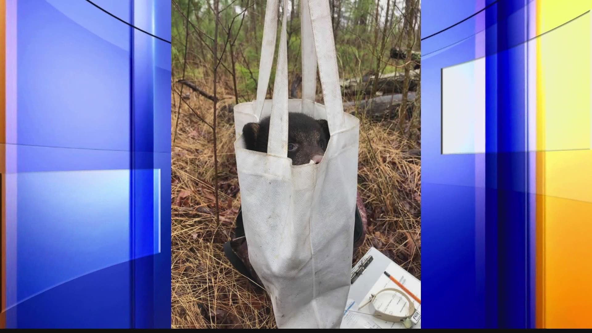 A total of 6 black bear cubs from 2 den sites were fitted with tracking collars this week in DeKalb County.