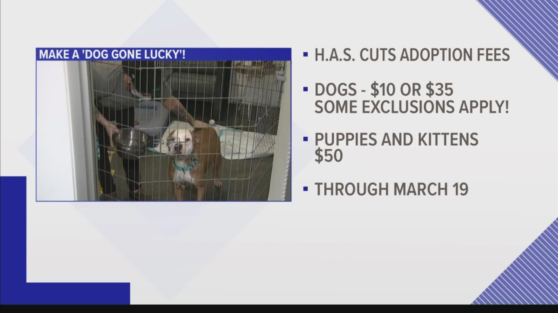 Reduced adoption fees mean you can get lucky and take home a new furry friend!