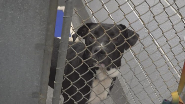 Huntsville Animal Services waives most adoption fees to get pets to forever (or foster) homes