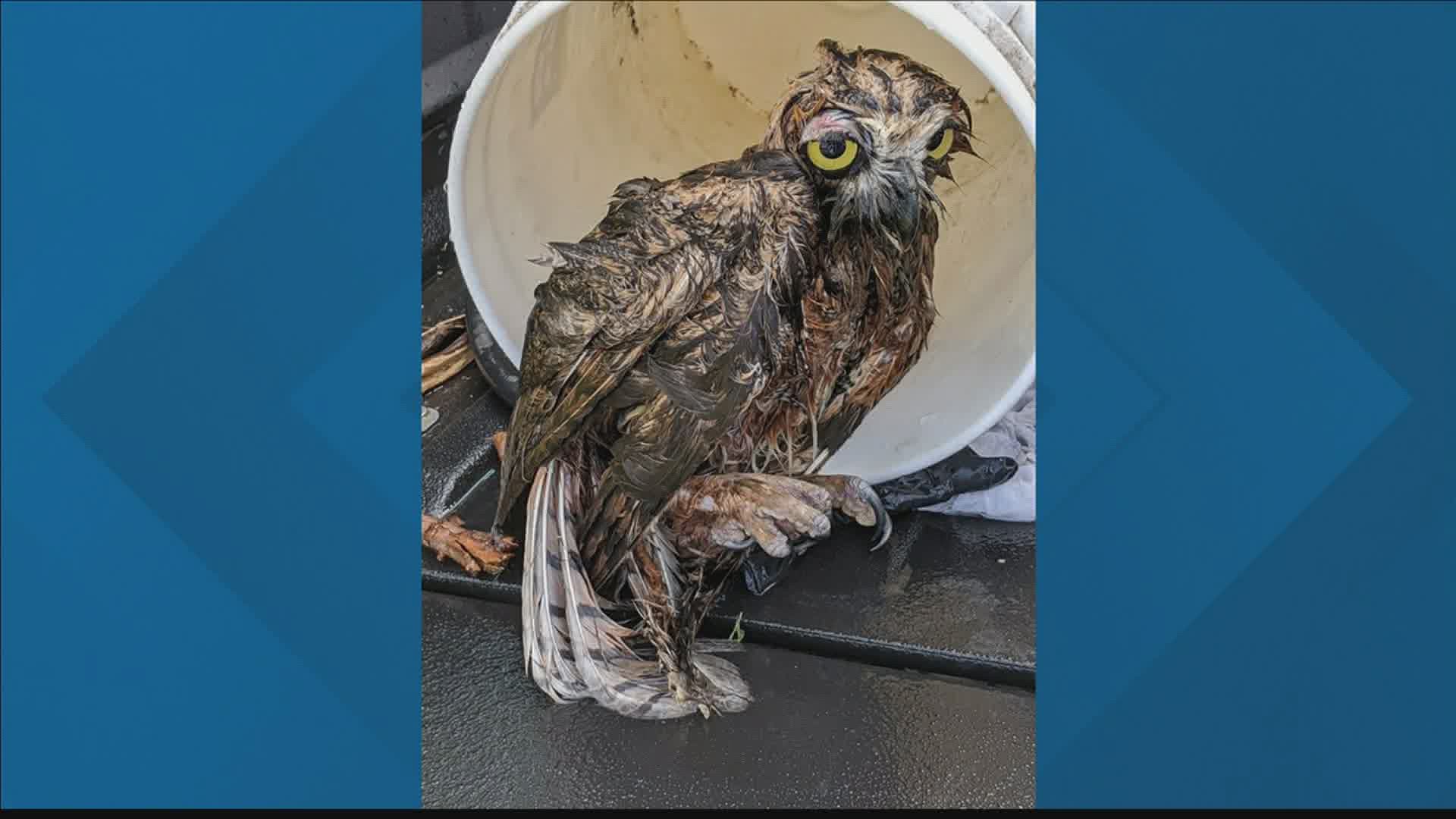 The owl got into the Wastewater Treatment Plant's sludge lagoon.