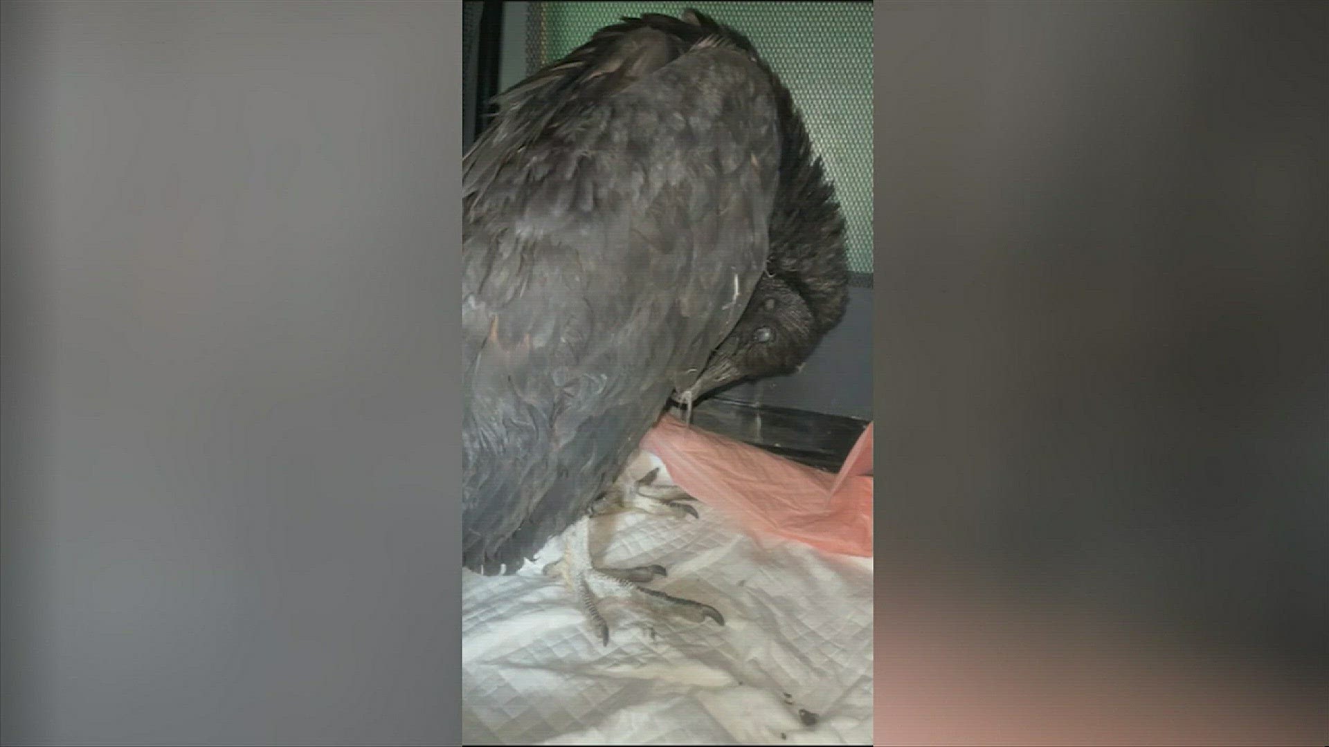 Connecticut officials tried to get these birds to rehab, and they said no, no, no.