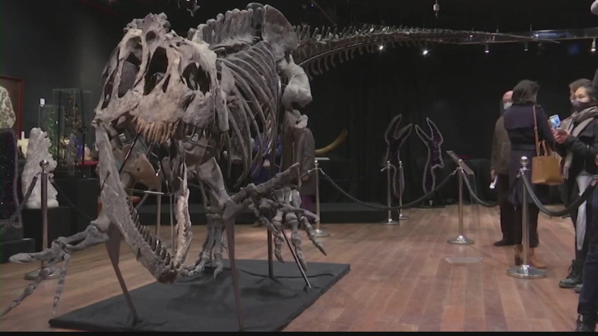 How much would you pay for an Allosaurus? Or a T-rex?