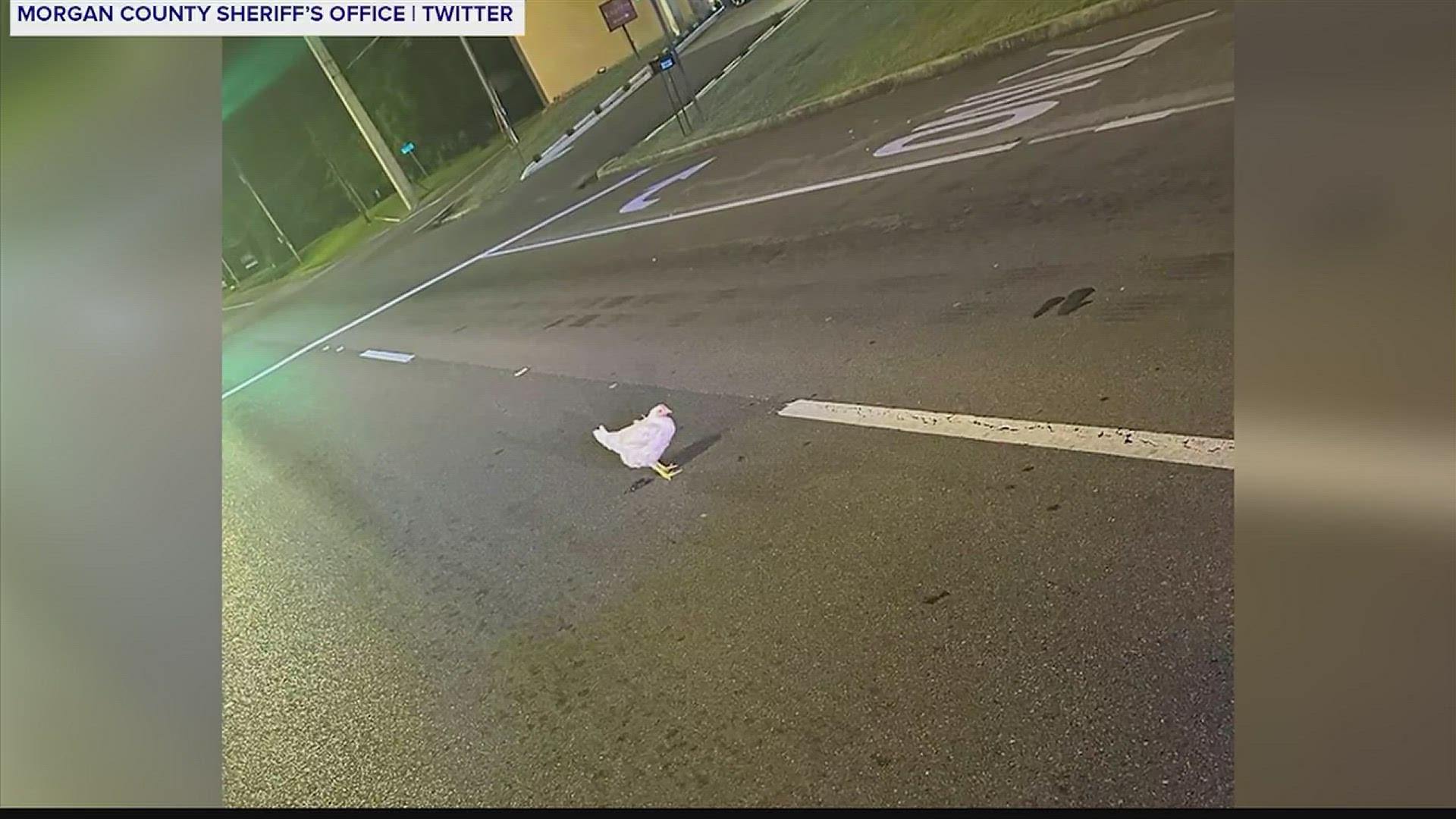 A chicken is caught playing loosey-goosey with the rules of the road.