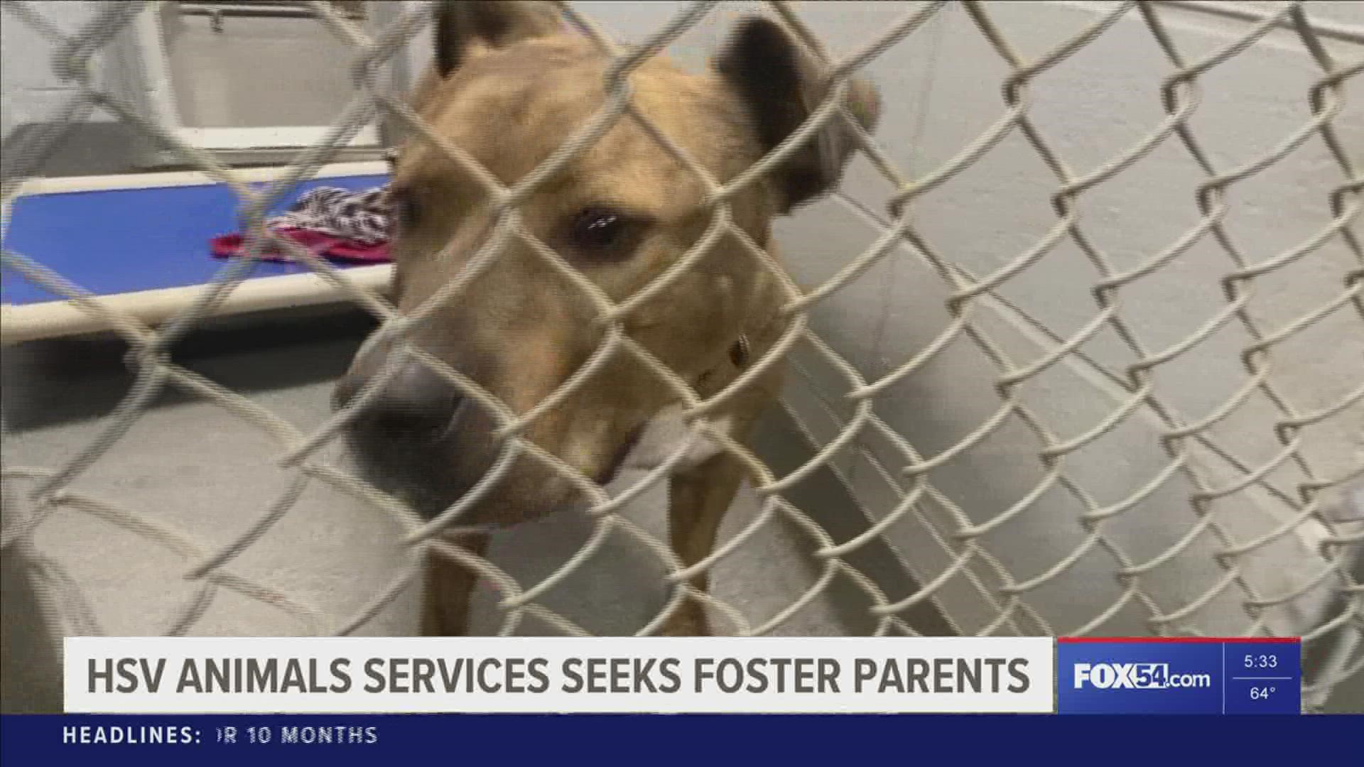 Huntsville Animal services is seeking holiday foster parents for their fur babies.