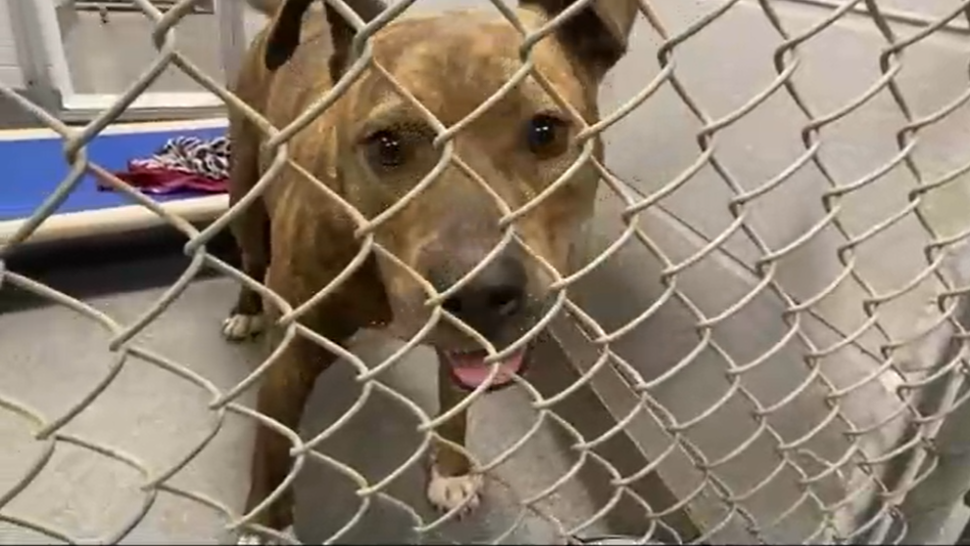 The shelter says most dogs in their custody are one year old or older and are waiting to find their forever homes.