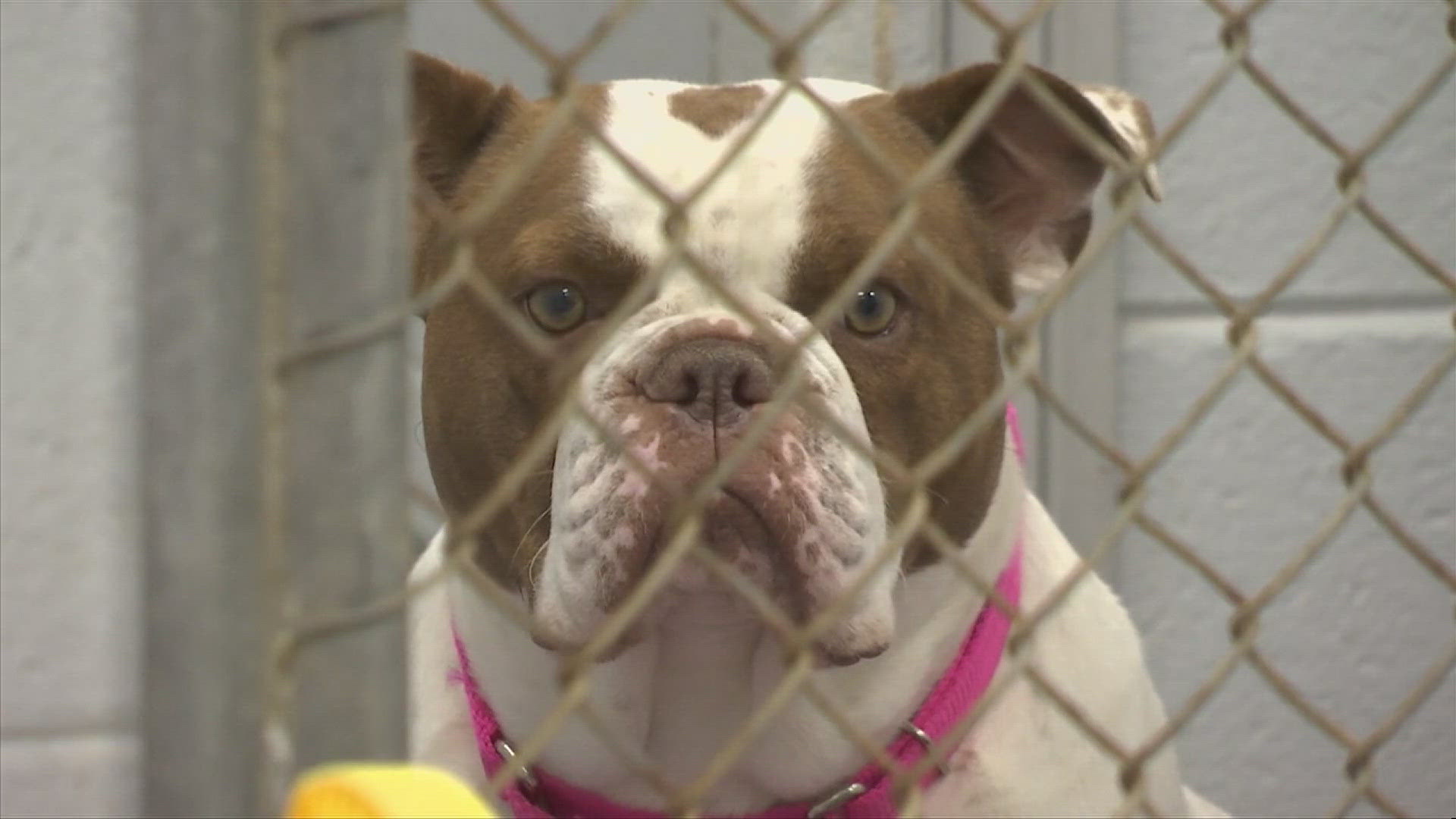 Limestone County residents concerned over a proposed animal shelter contract that would keep animals in the shelter for a maximum of 14 days.