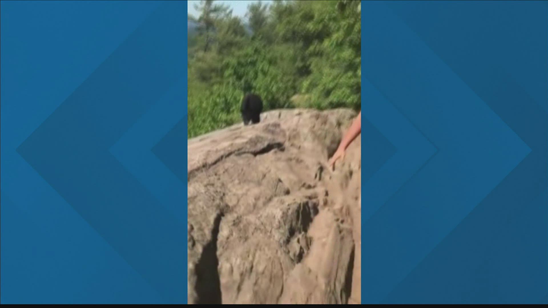 A black bear comes terrifyingly close to a hiker.