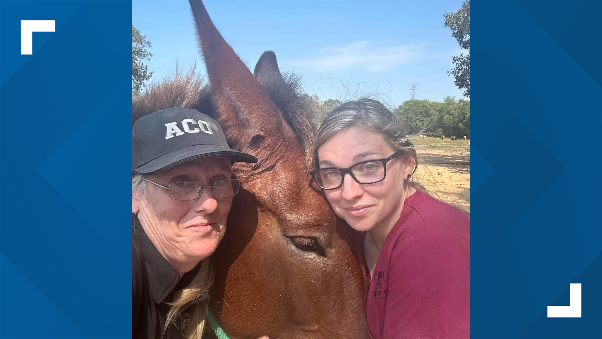 Alabama woman charged with multiple counts of animal cruelty ...