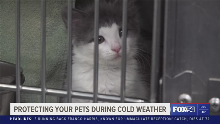 Protecting your pets during frigid temperatures