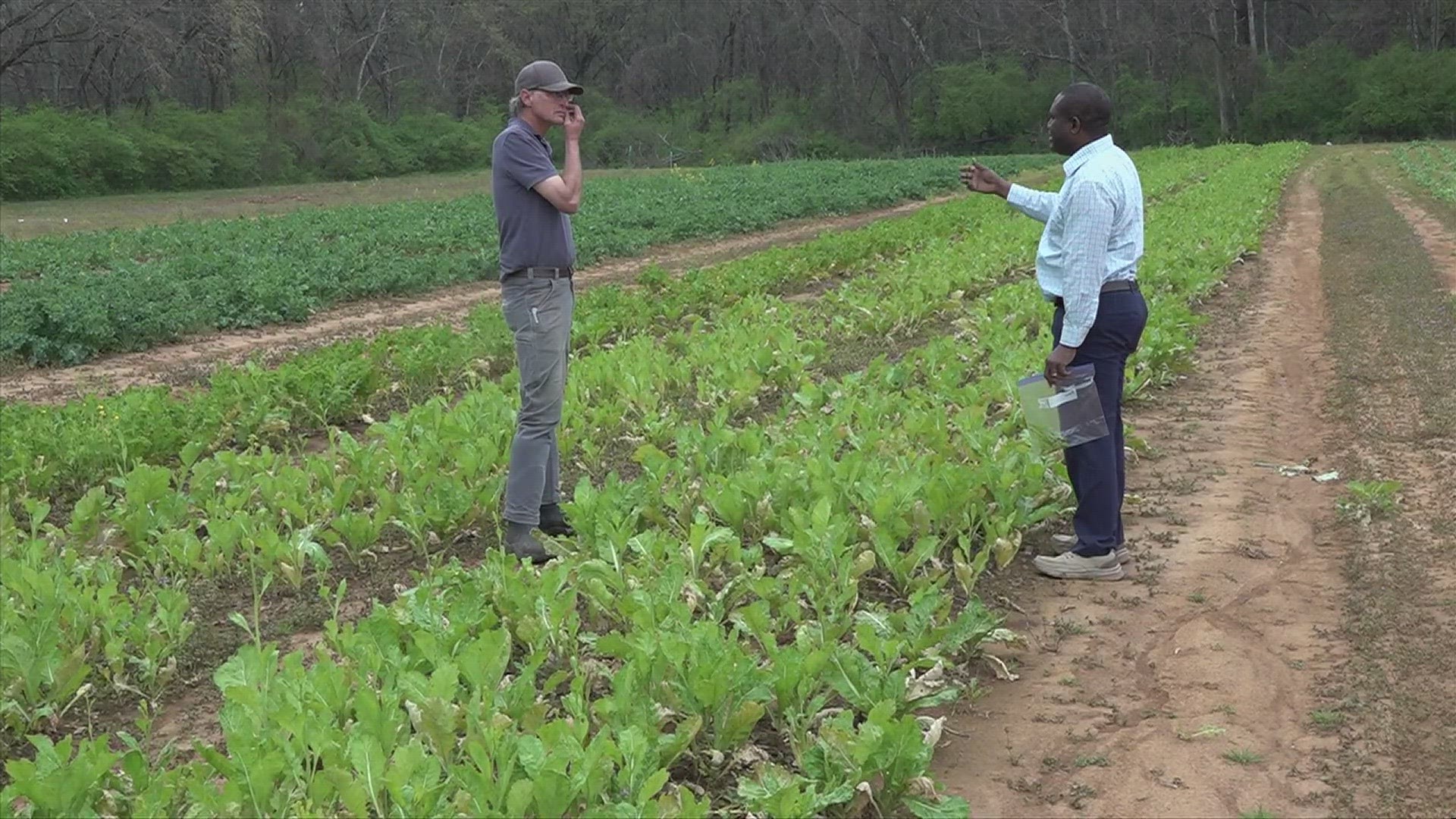 Take your pick from the vegetable patch thanks to this partnership between AAMU and the Madison County Commission.