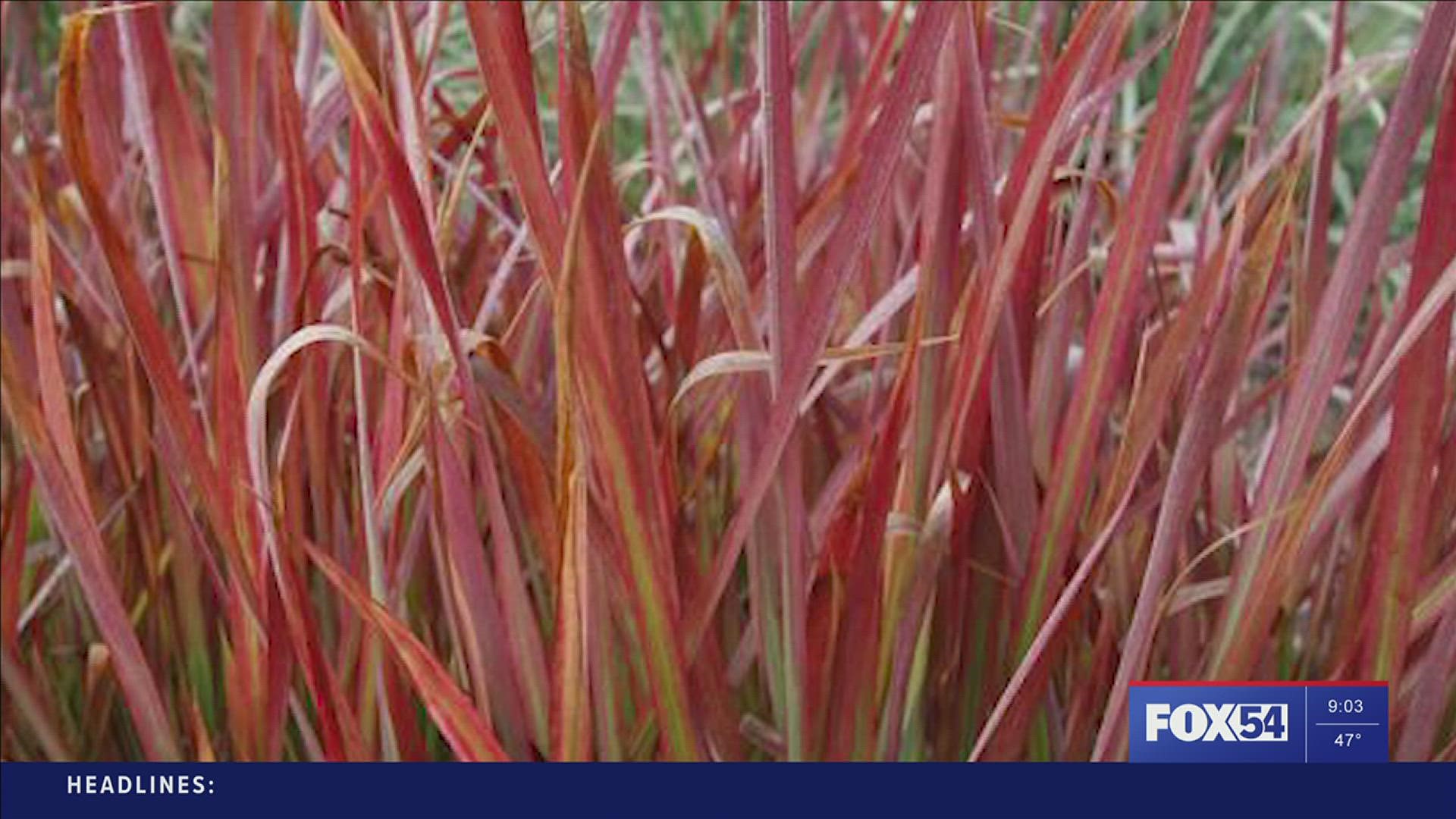 Invasive grasses, including some sold as decoration, are causing agricultural issues in Alabama.