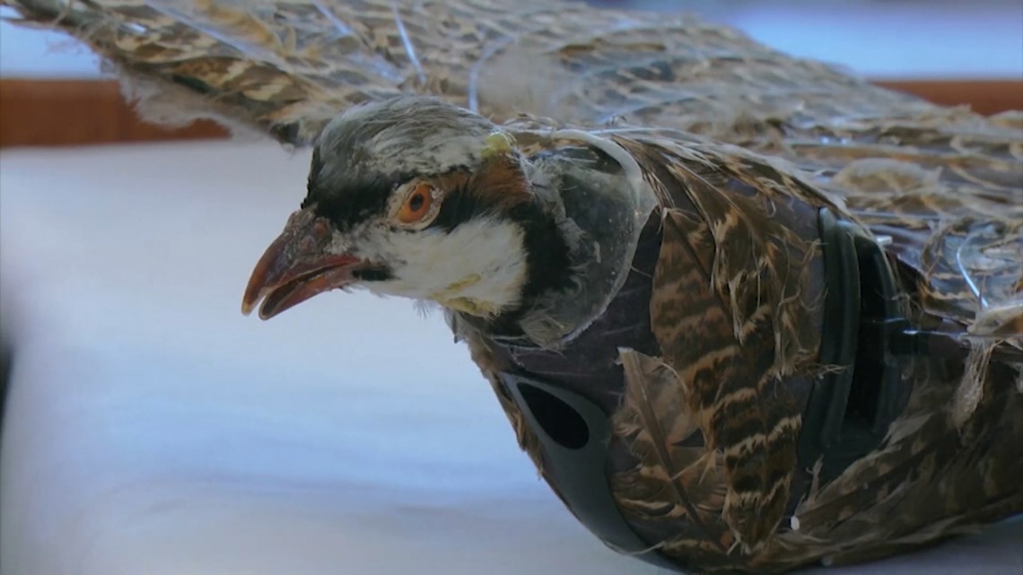 How a Flock of 400 Flying Birds Manages to Turn in Just Half a Second, Smart News