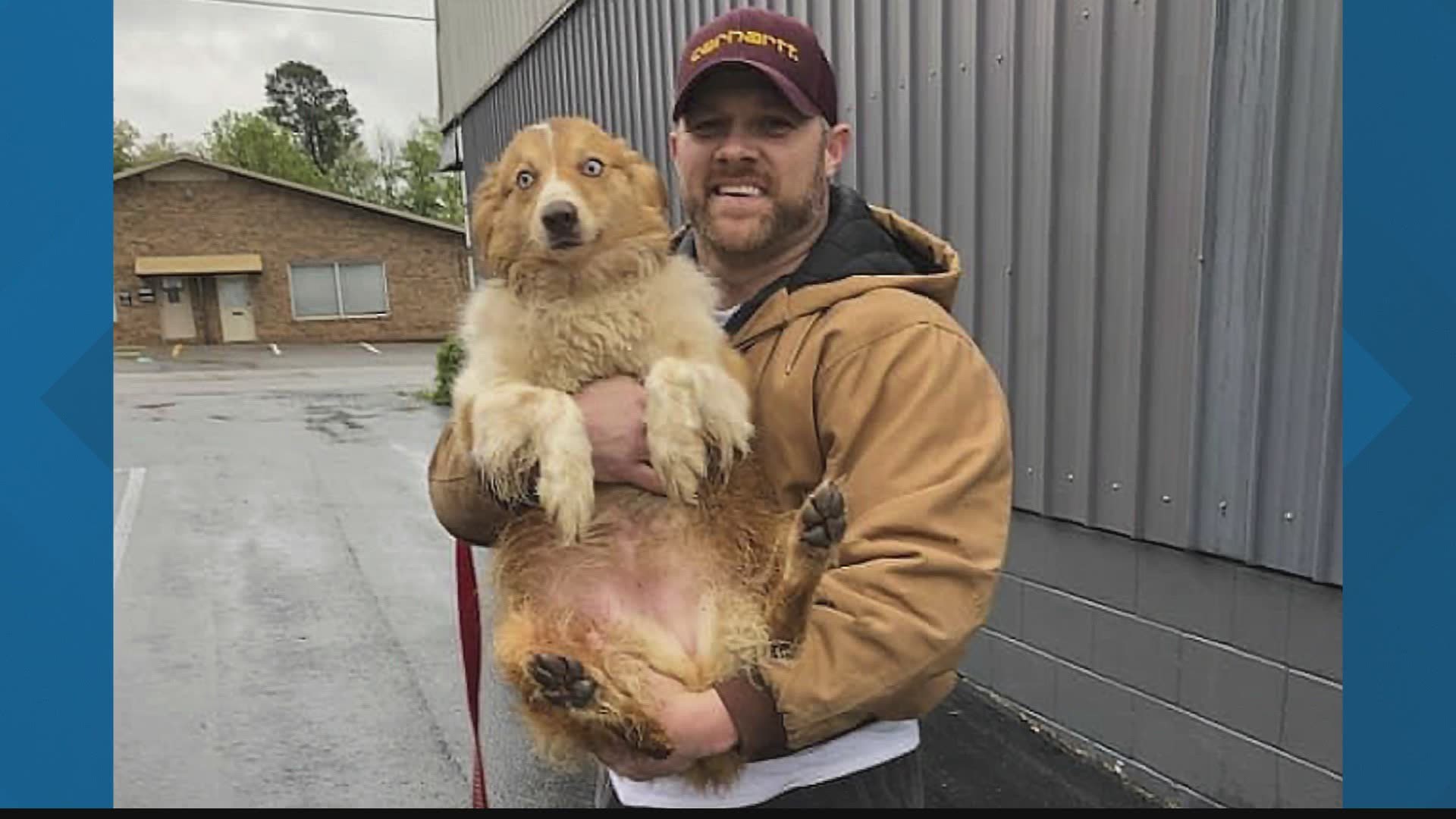 Bella, the Australian shepherd who was missing for 54 days, was finally found and returned to her family in Tennessee.