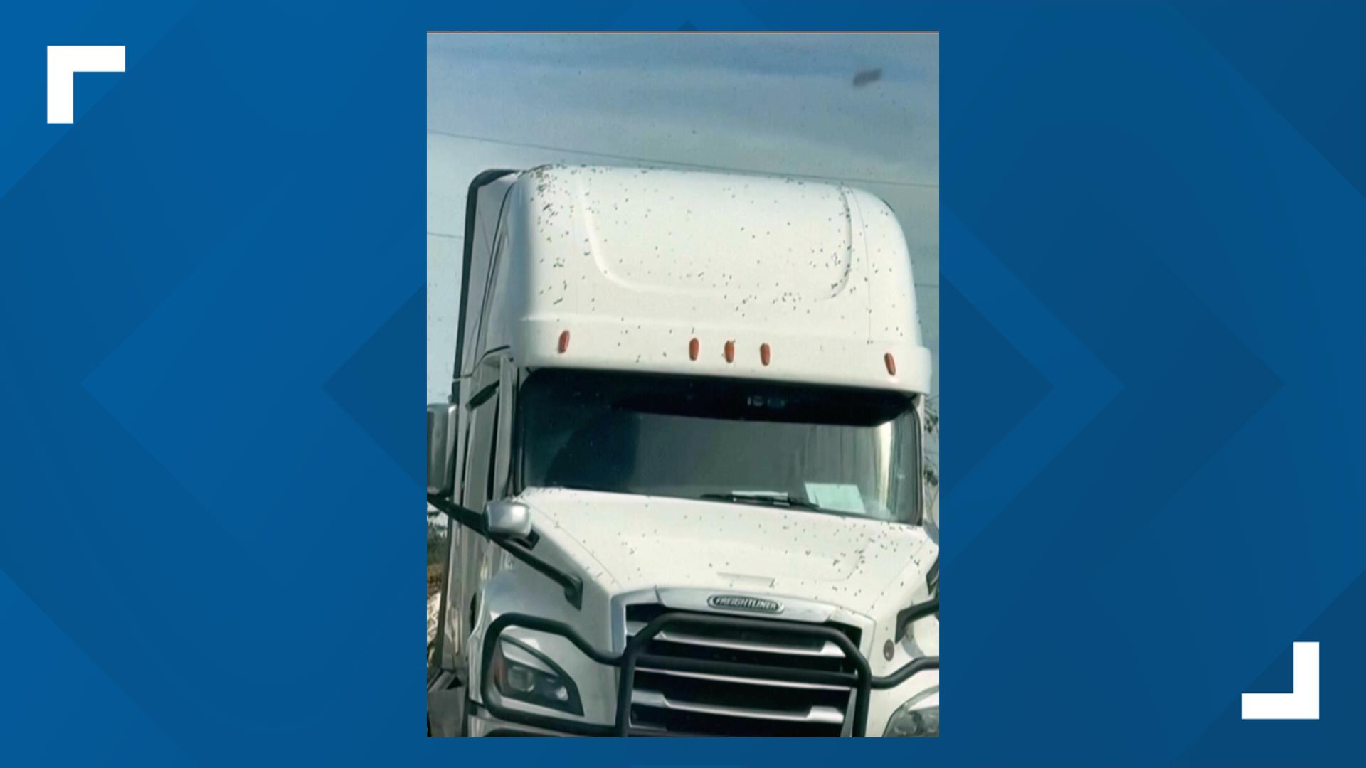 250 million honeybees escape after truck overturns in Washington