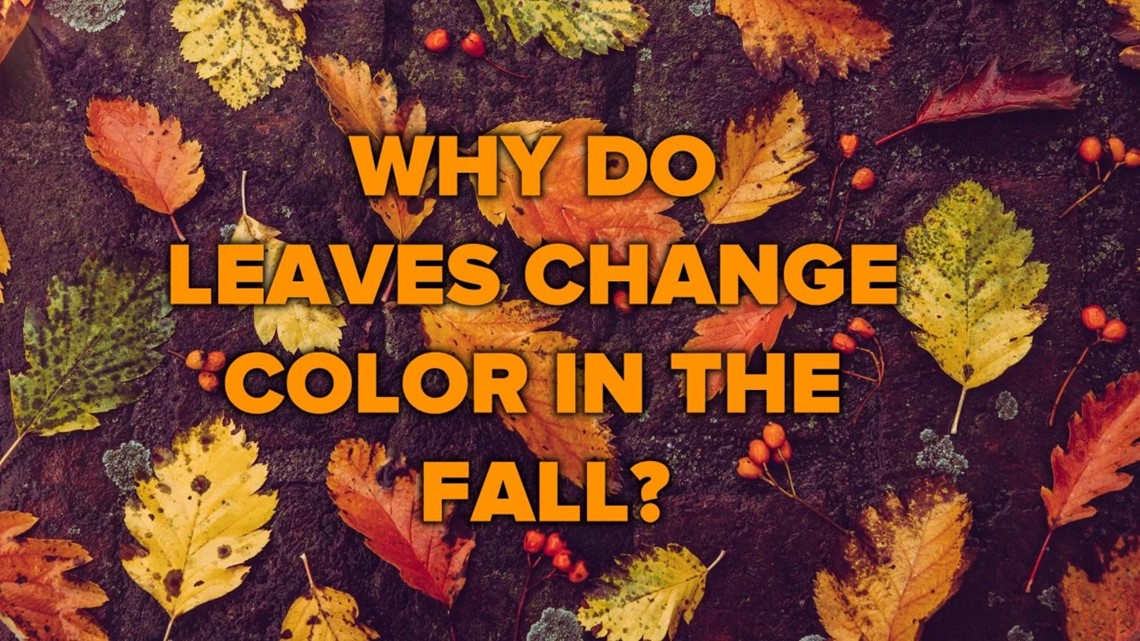 Why do Leaves Lose Their Color In The Fall | rocketcitynow.com