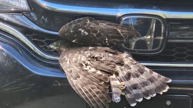 Hawk rescued after getting stuck in car grille on I-565 | rocketcitynow.com