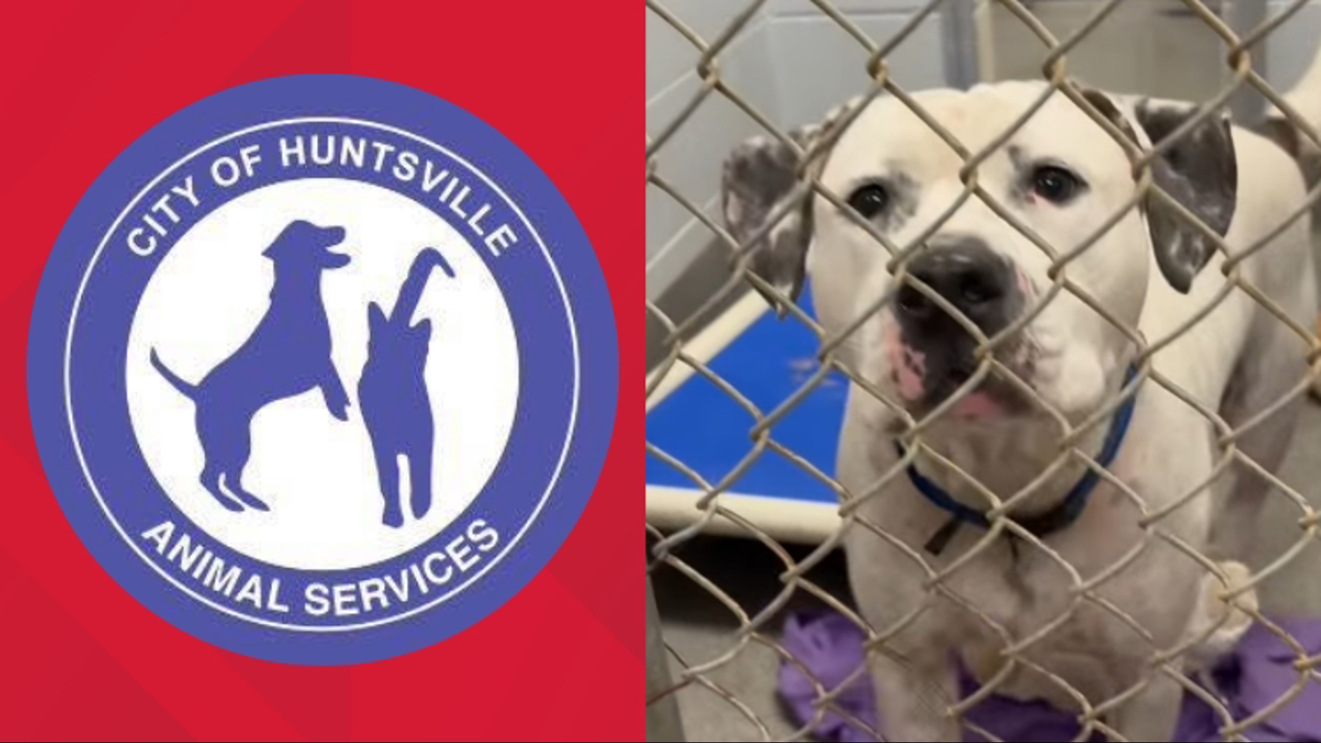 Huntsville Animal Services Eases Capacity Issues | rocketcitynow.com