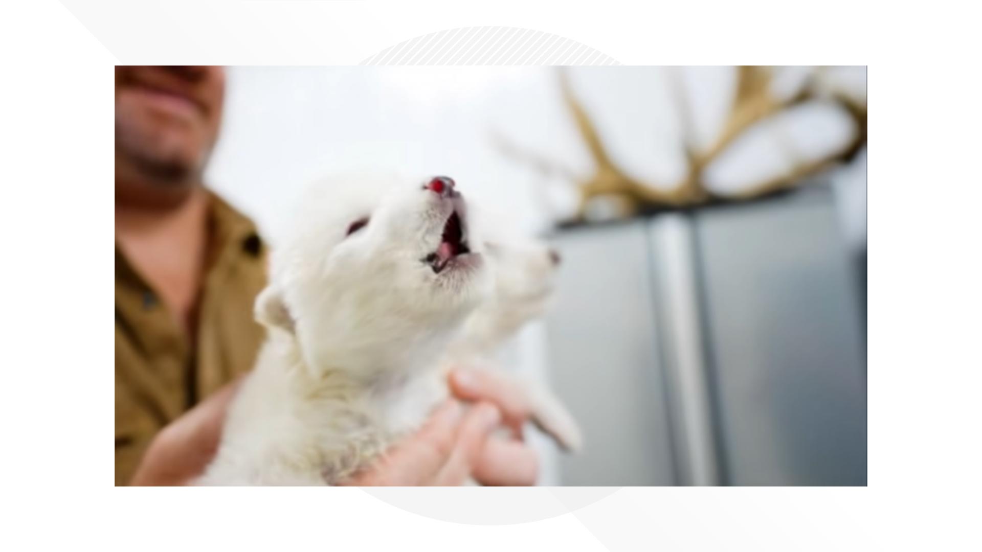 Texas-based research company Colossal brings the dire wolf back to life after 12,000 years (via Colossal Biosciences Facebook)
