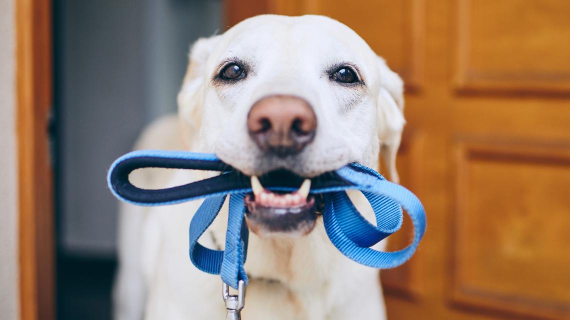 How can I spot heat exhaustion in my pet? How hot is too hot? - Vimarsana News