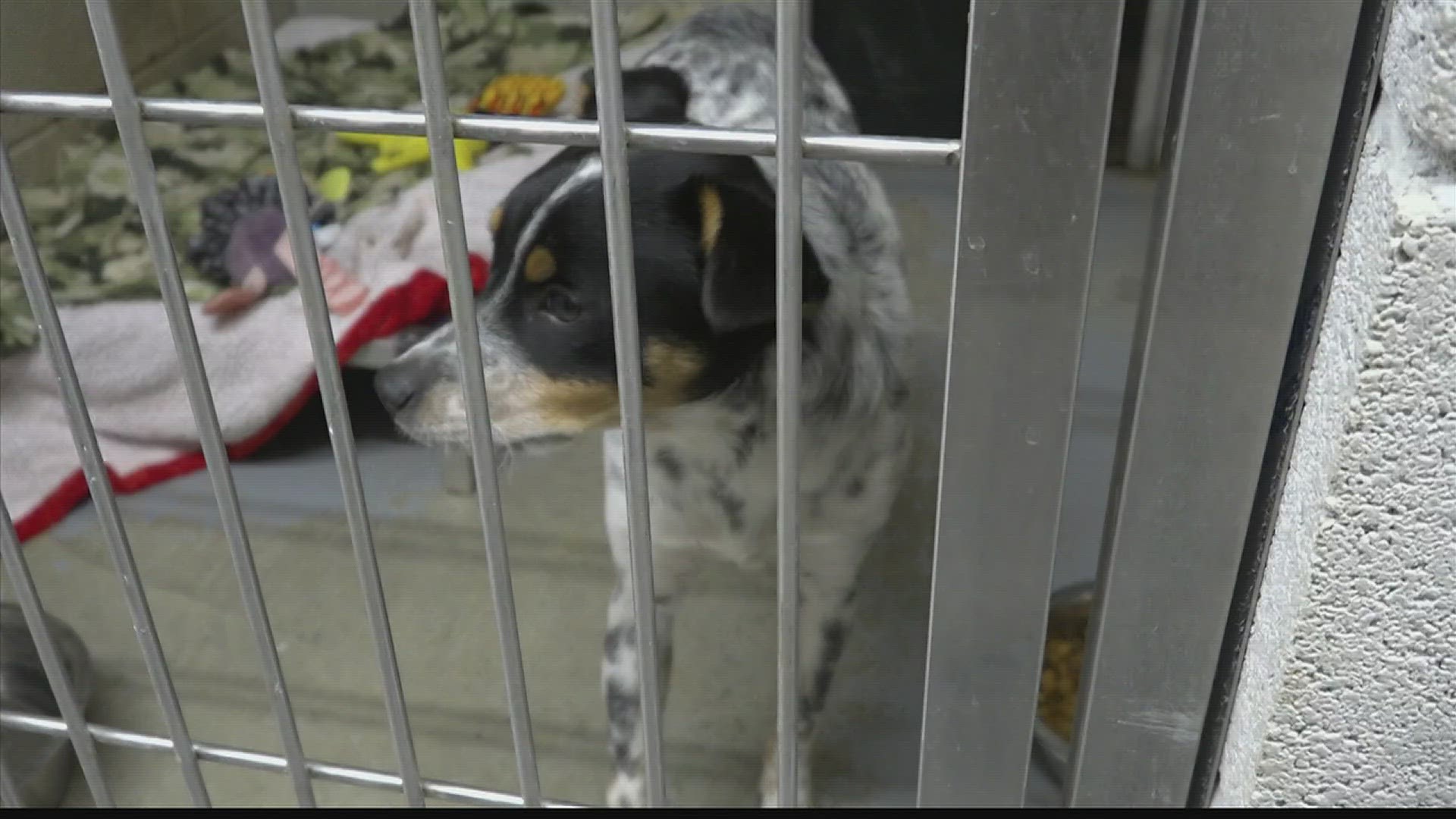 There S A Way To Report Animal Abuse Anonymously Com B2e0f180 D30b 4dac B1a8 1920x1080 