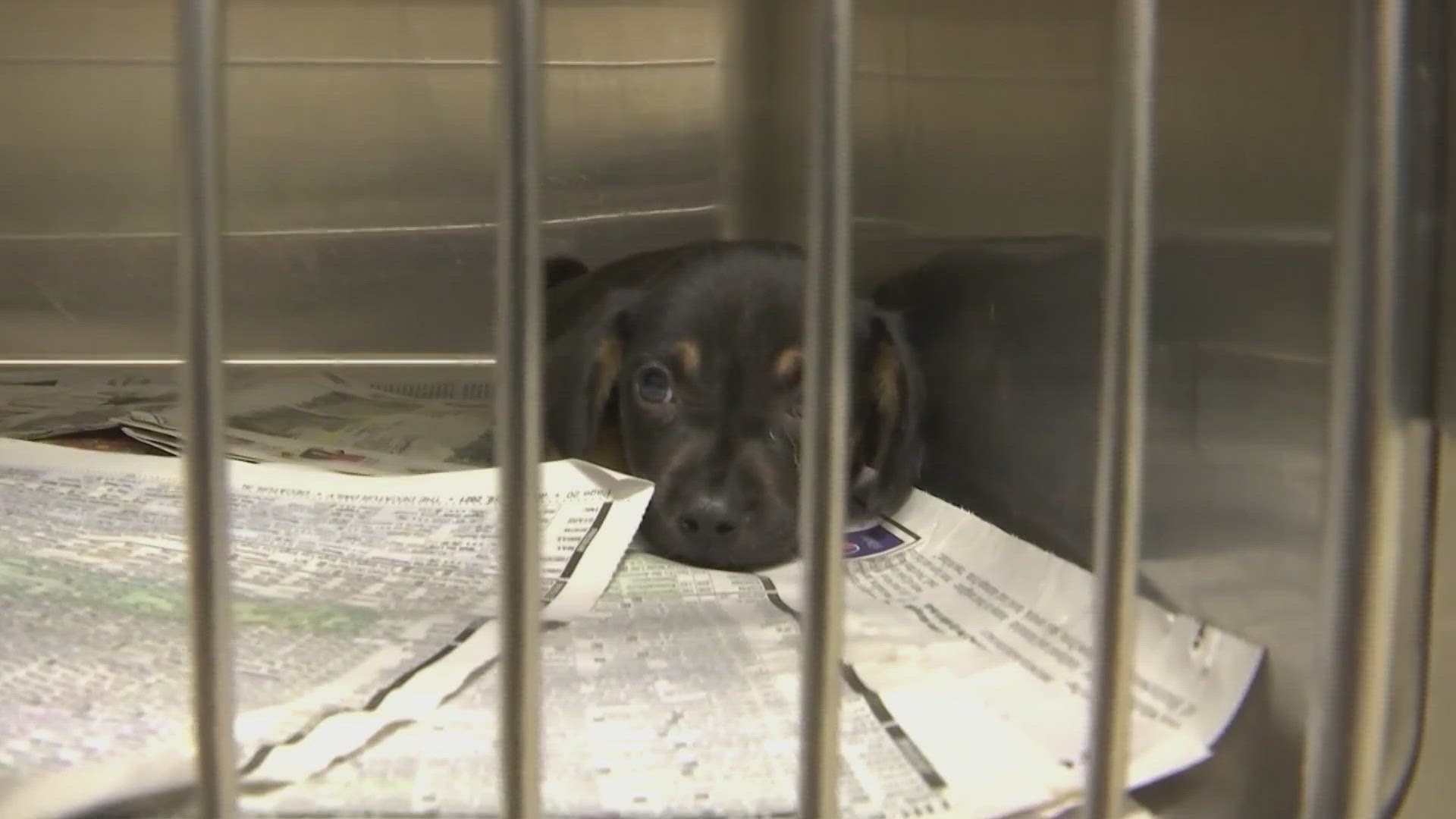 Adopt a dog for free at Decatur event | rocketcitynow.com
