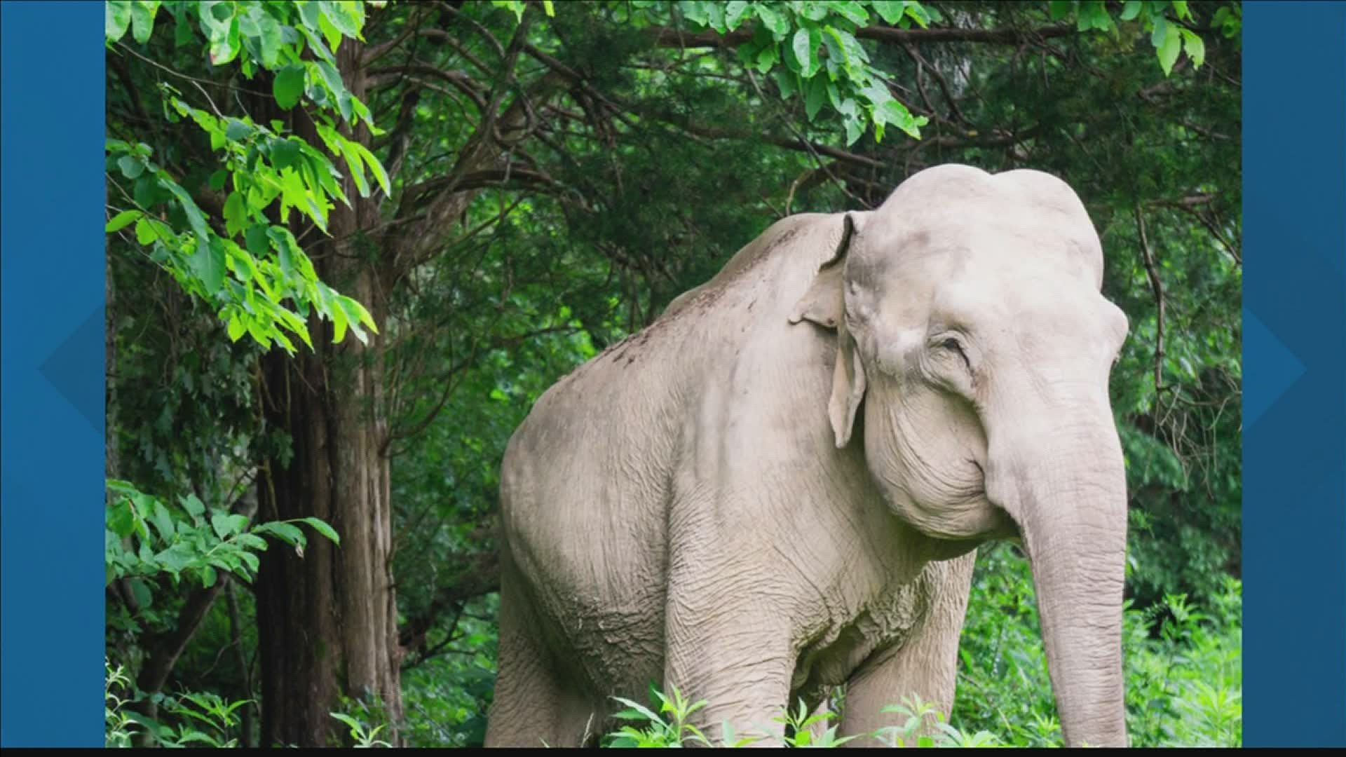 The Elephant Sanctuary, which is in Lewis County, celebrated Shirley's 72nd birthday today!