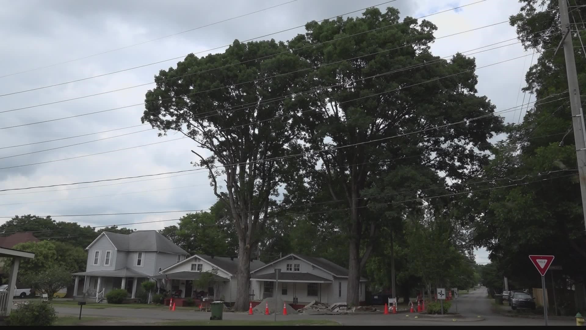 Folks in the Five Points area are upset that a very large and very old oak tree may have to be cut down by the city in order to complete this new project.