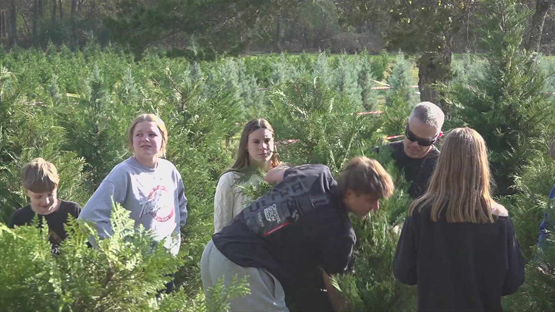 Trim-A-Tree in Athens opened on Black Friday and has been letting hundreds of guests explore the fun of obtaining their own Christmas tree all weekend long.