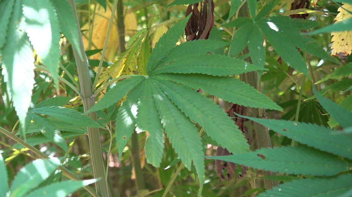 AAMU researchers grow industrial hemp in North Alabama - Vimarsana News