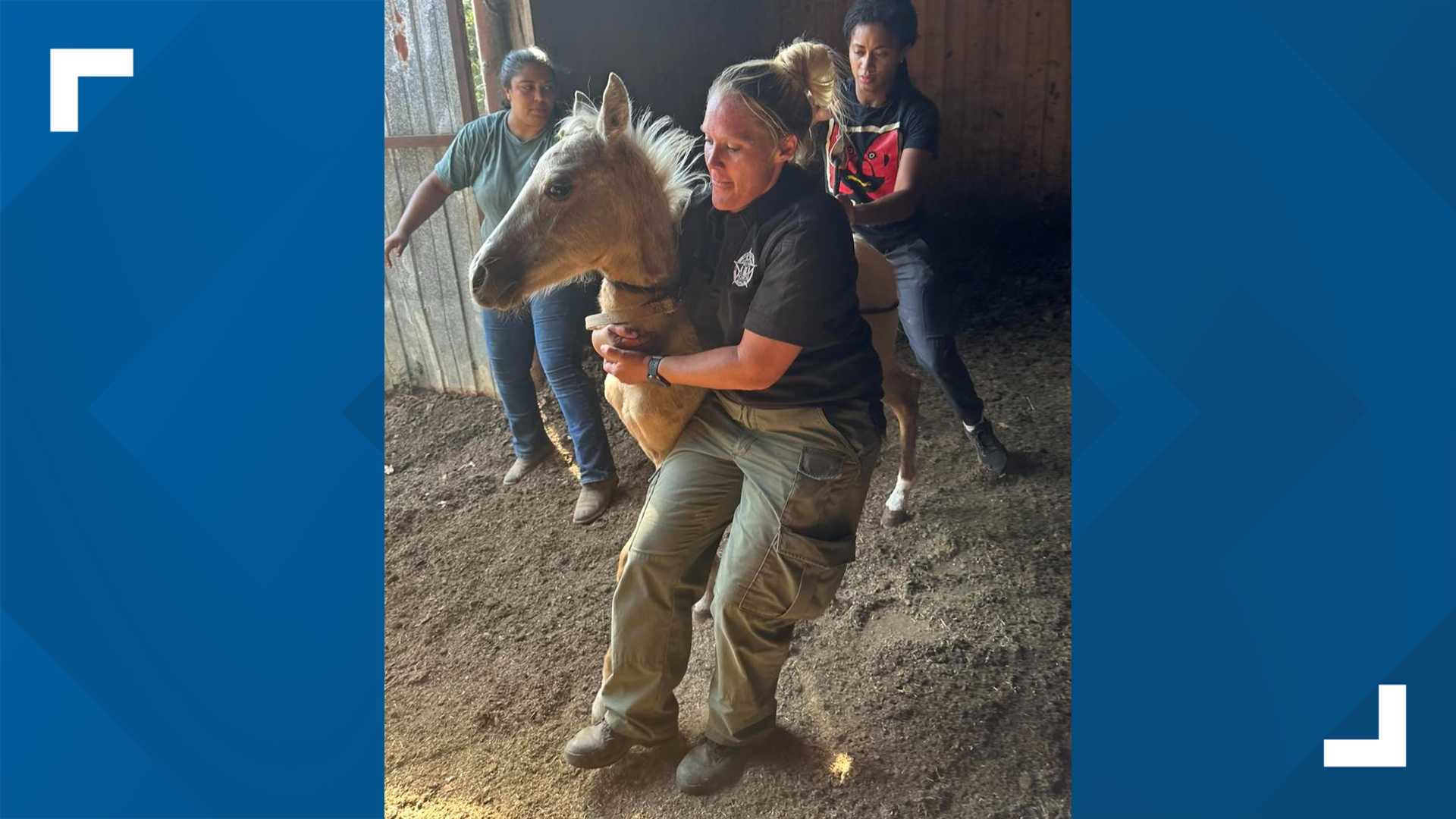 Woman found guilty on more than 3 dozen counts of animal abuse ...