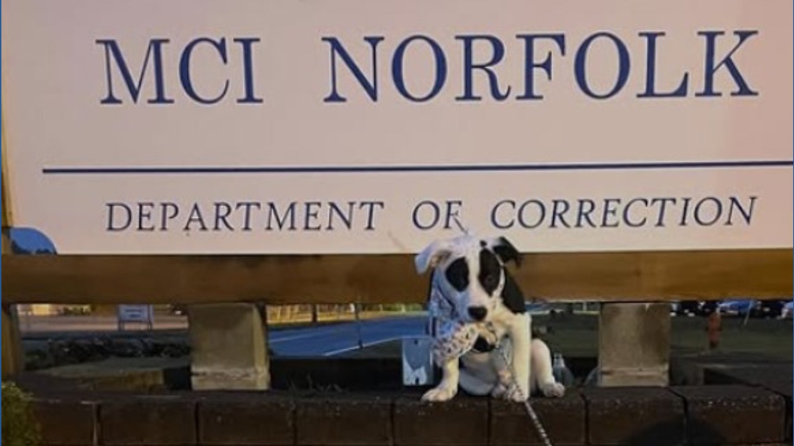From the streets of Colbert County, rescued pup becomes first comfort dog for Massachusetts prisons