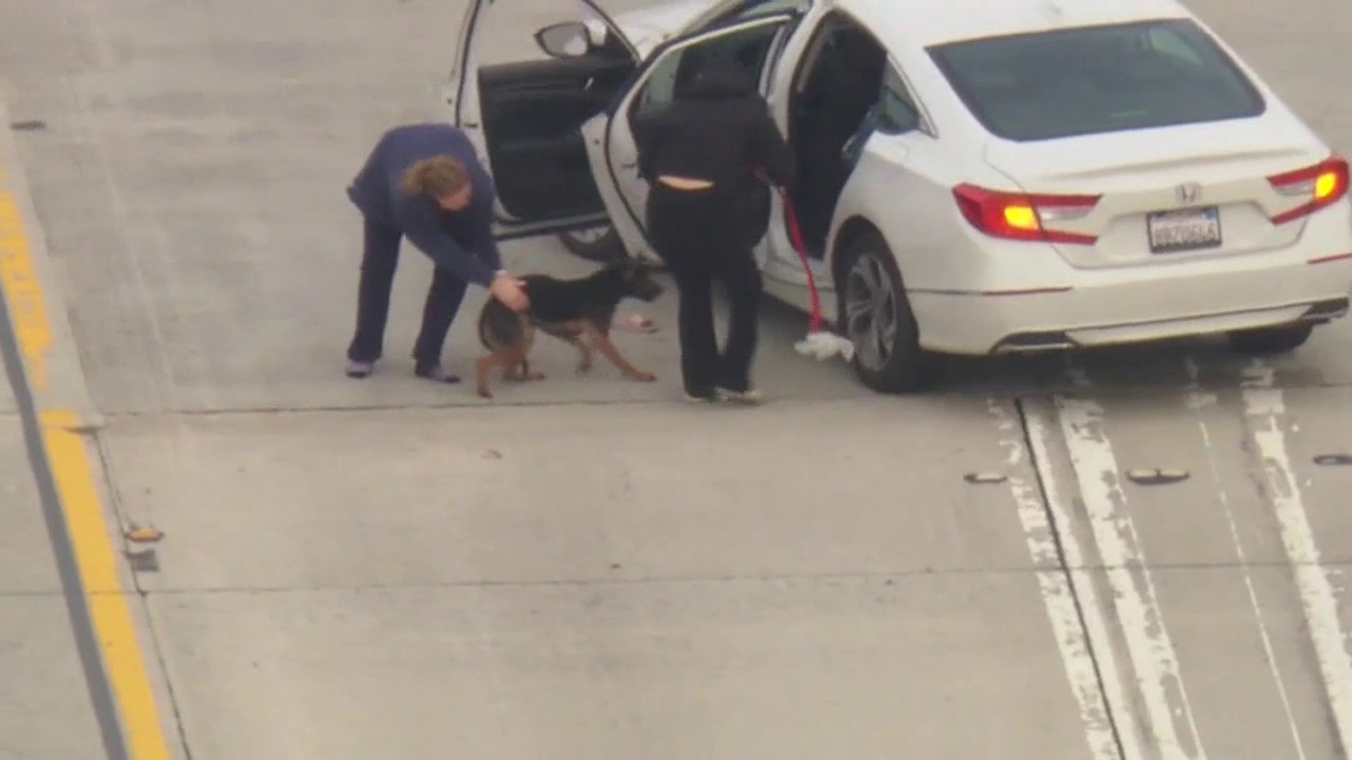 A woman helped capture a dog found running loose on a California freeway. The incident was caught on local TV.