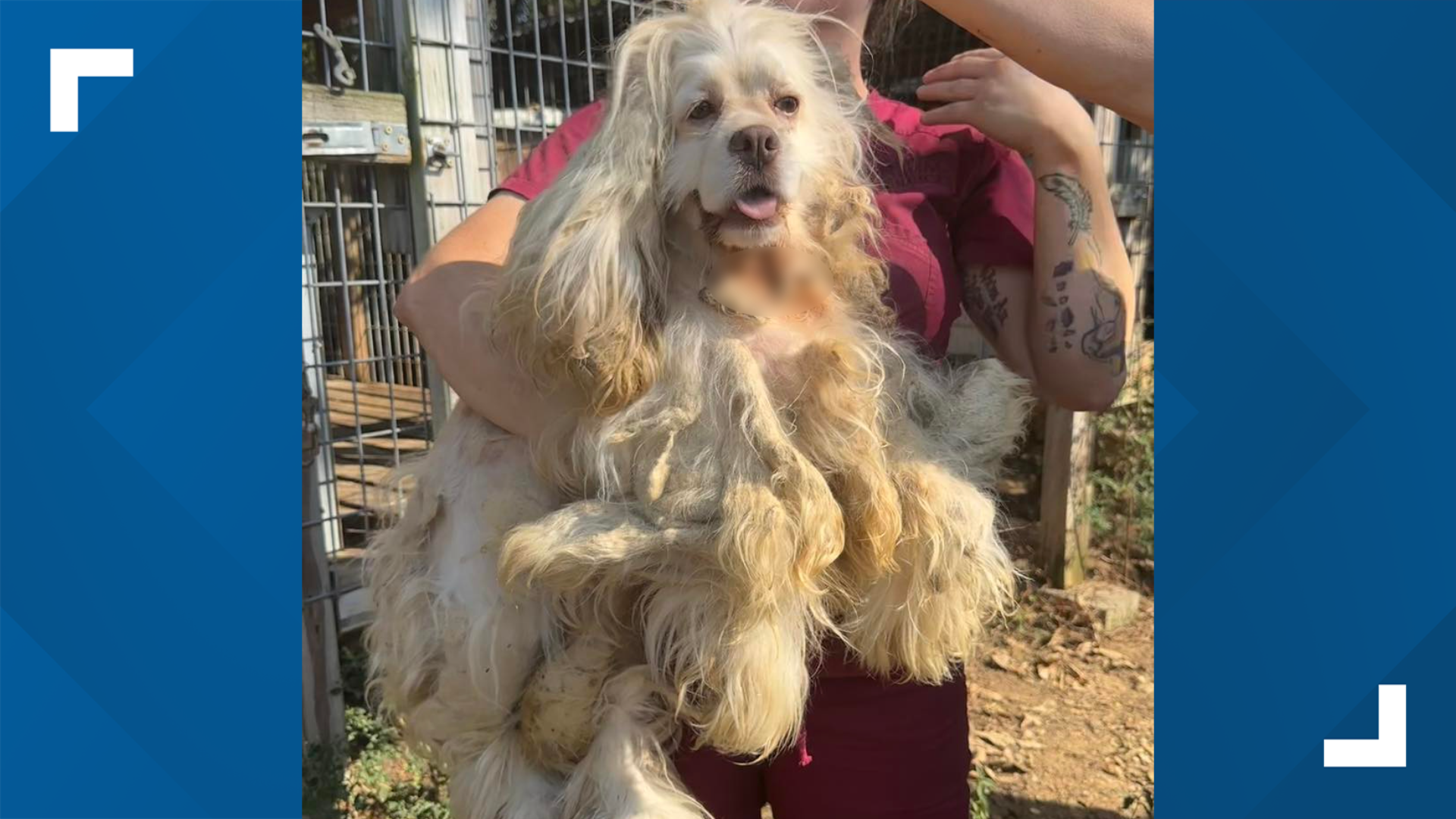 Woman found guilty on more than 3 dozen counts of animal abuse ...