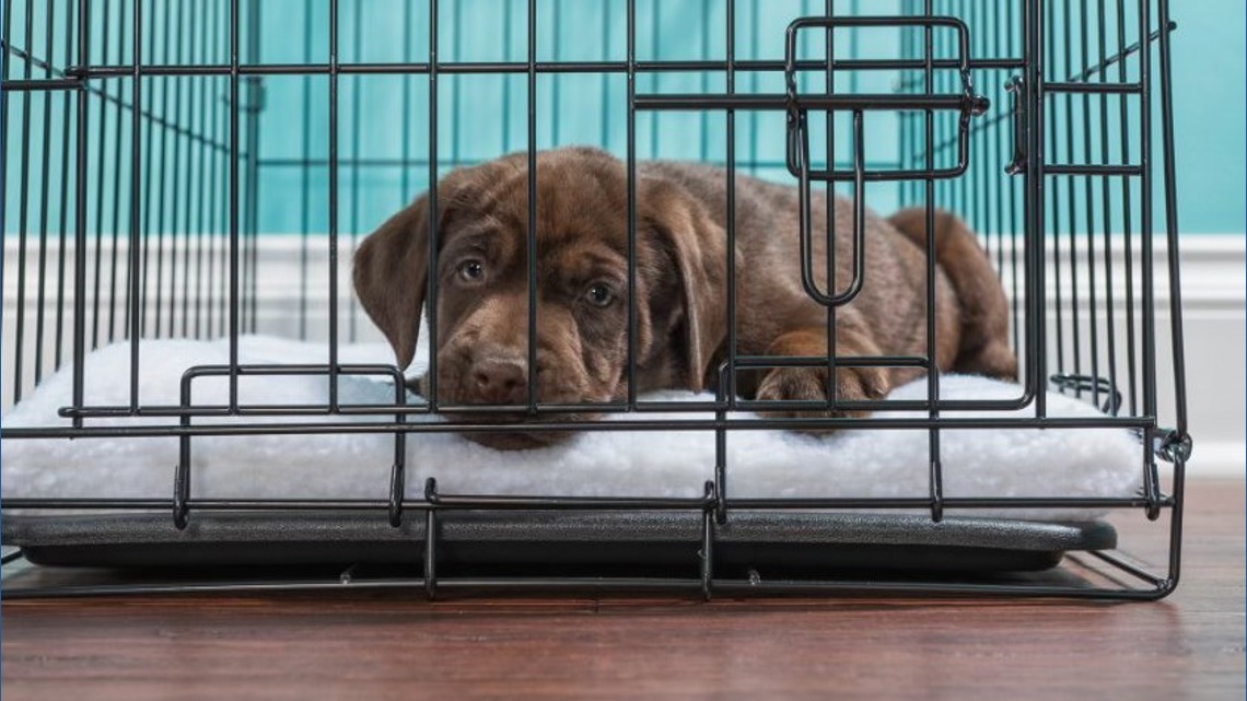 Madison city, county shelters urge community to foster dogs before severe weekend storm hits