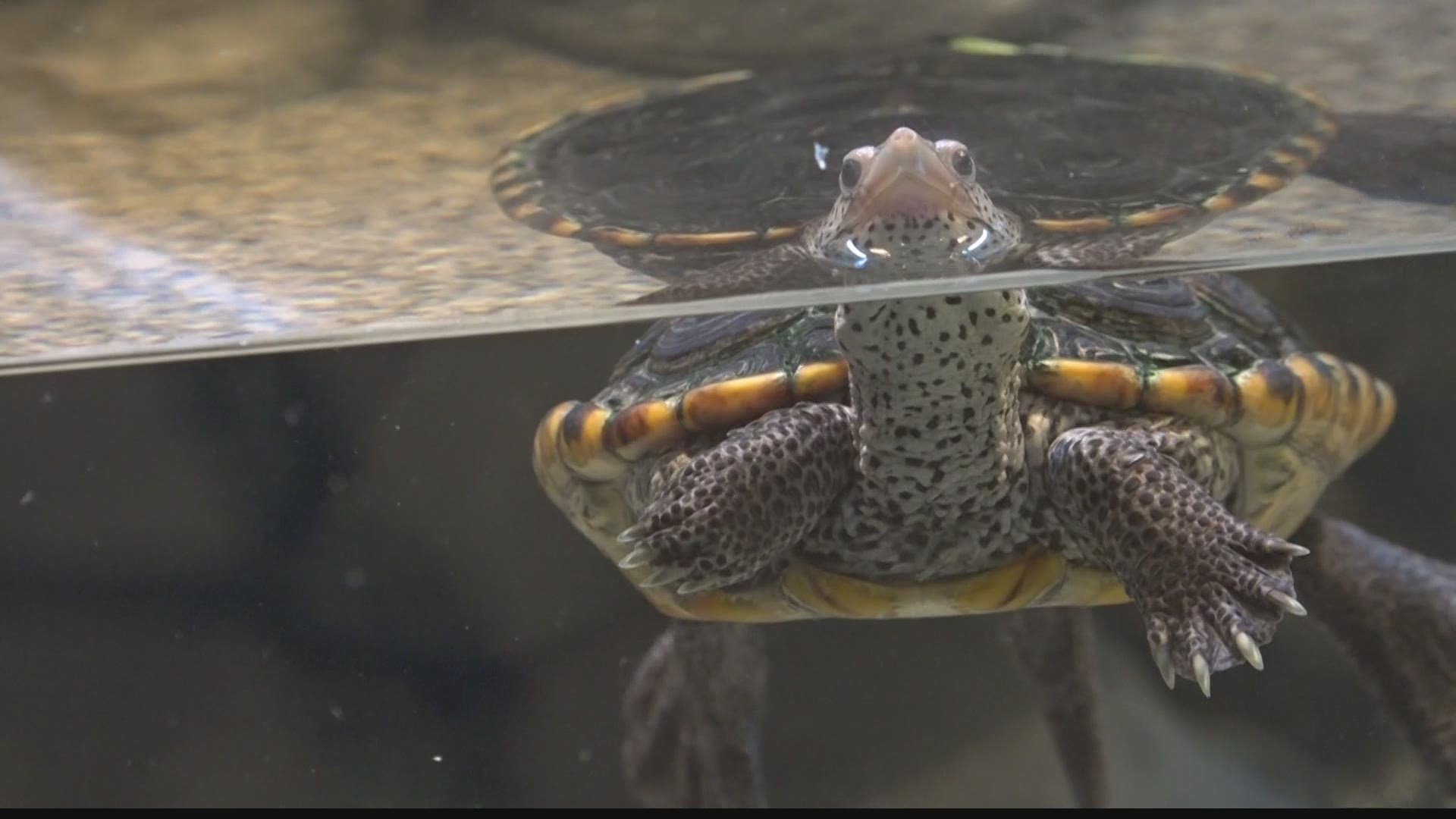 Hundreds of people attended a local museum to celebrate World Turtle Day. They were able to learn more about turtles and the importance of protecting their habitats.