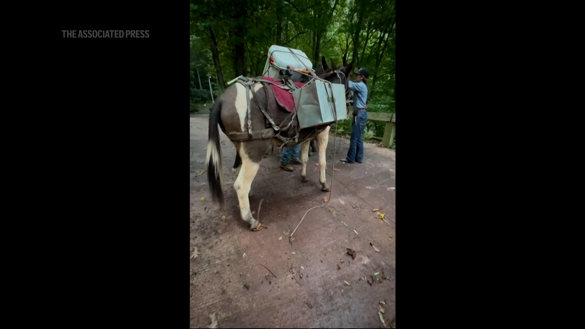 In storm-ravaged North Caroline, some rescuers are relying on old-fashioned technology-pack mules.