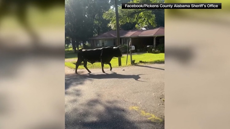 WATCH: Deputies lasso 1,500-pound bull after chase through an Alabama neighborhood