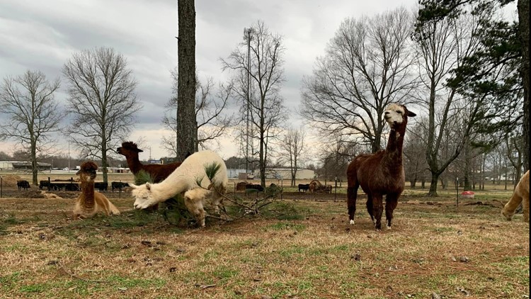 Want to recycle your tree? These alpacas would love to have it.