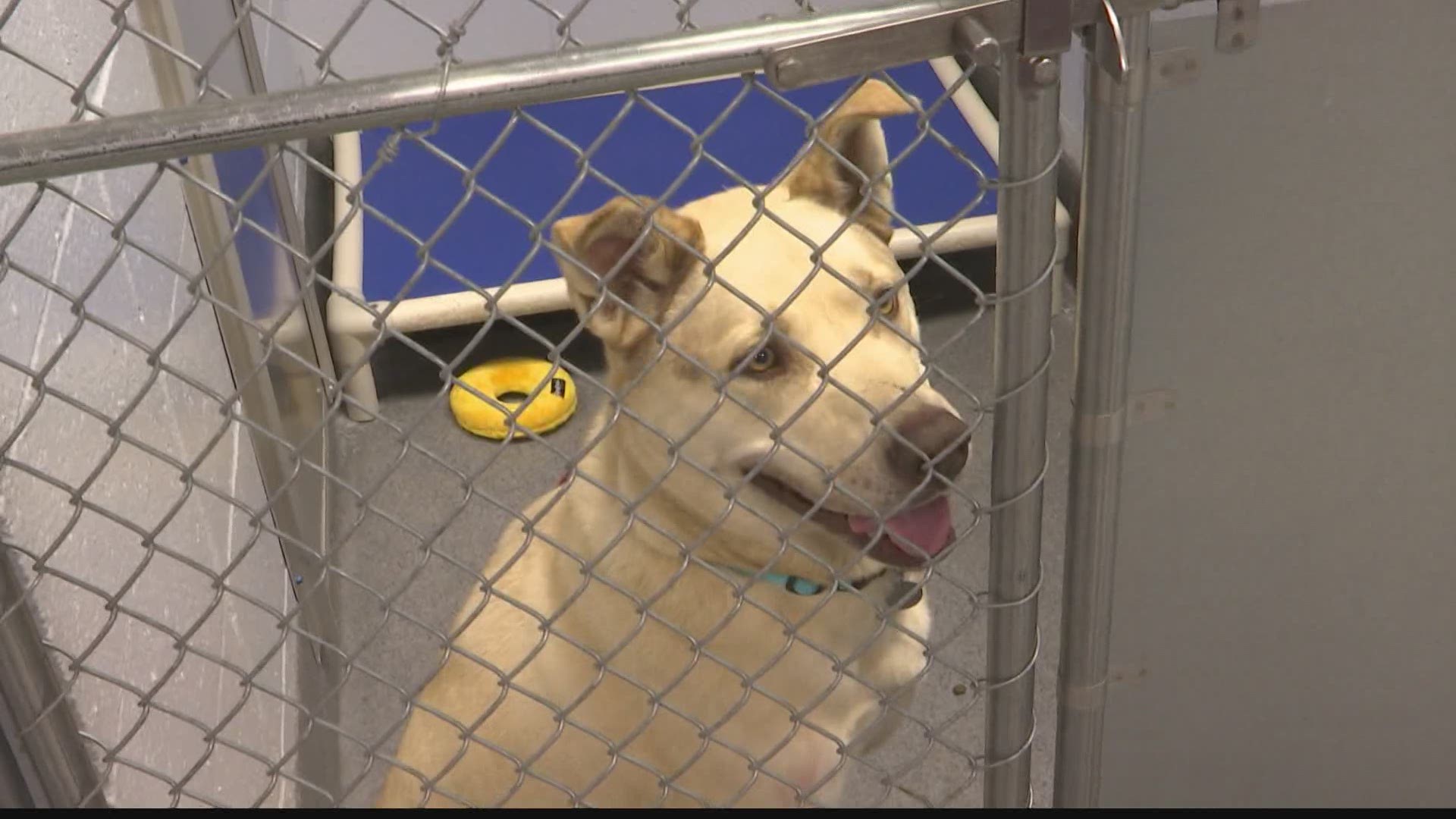 Free adoptions for most animals at Huntsville Animal Services |  