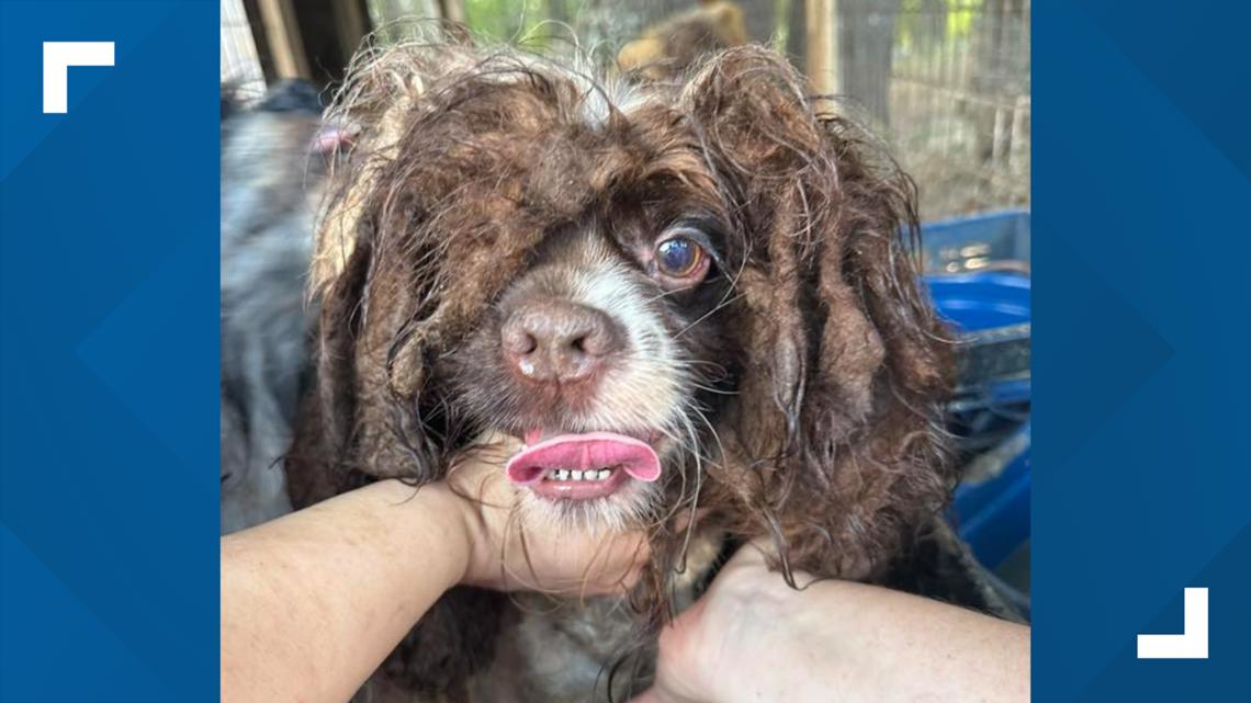 Alabama woman charged with multiple counts of animal cruelty ...