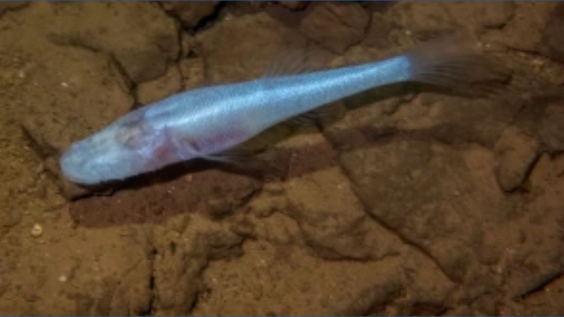 New species of cavefish discovered in cave on Redstone Arsenal ...