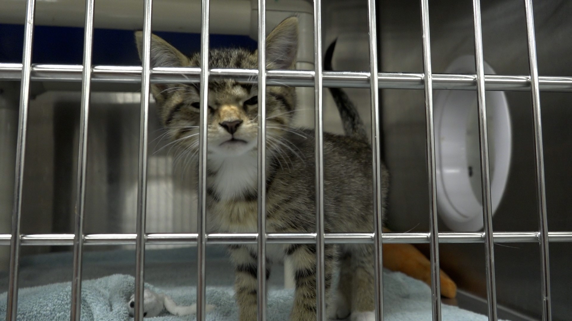 One way you can help animal shelters is by spaying and neutering |  