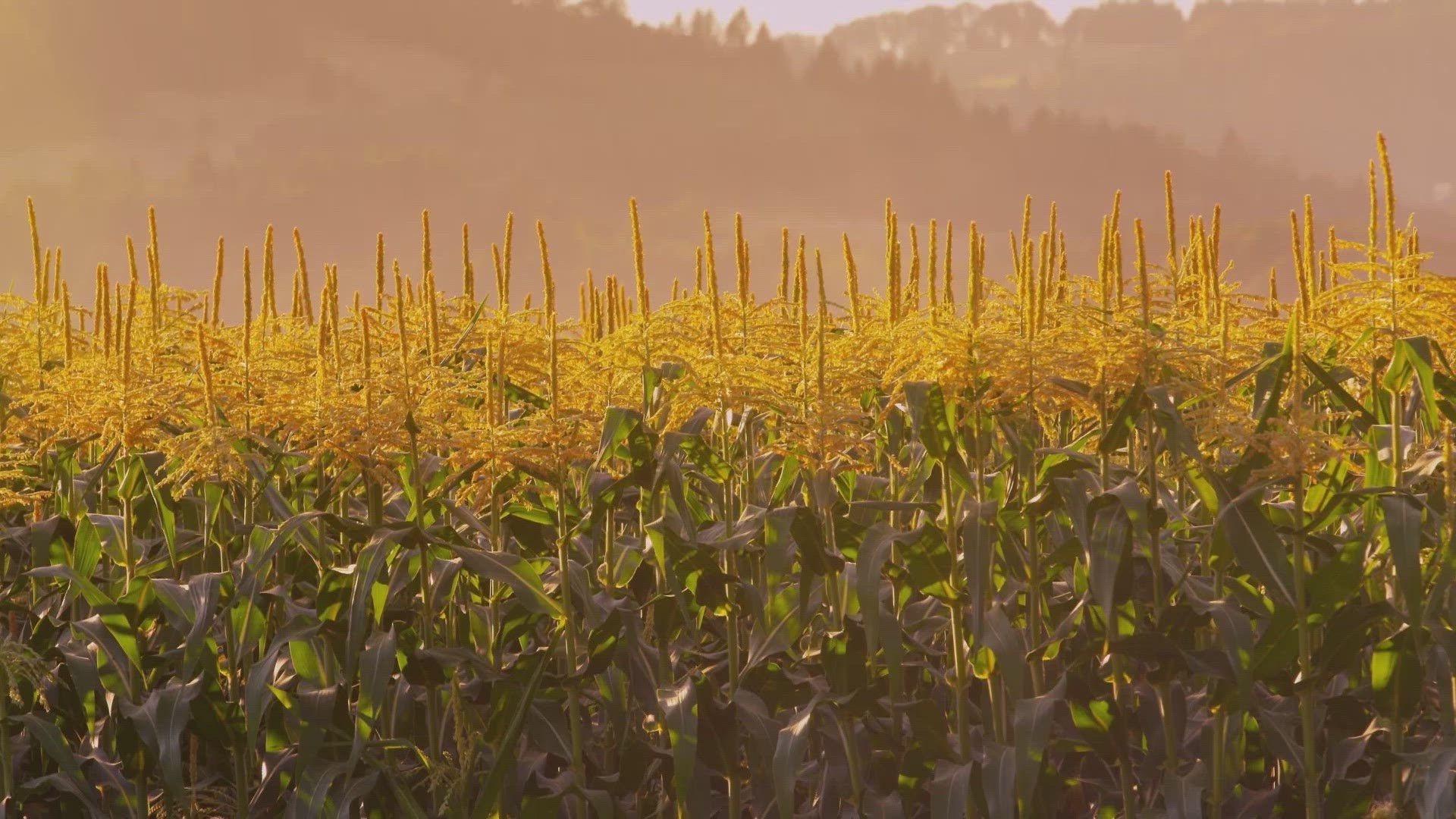 The high heat, humidity and periods of little to no rainfall typical of Alabama summers can cause flash droughts that threaten agriculture.