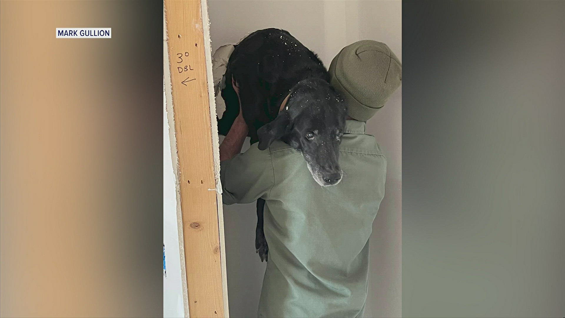 A dog apparently got trapped between walls in a home under construction in Guntersville.