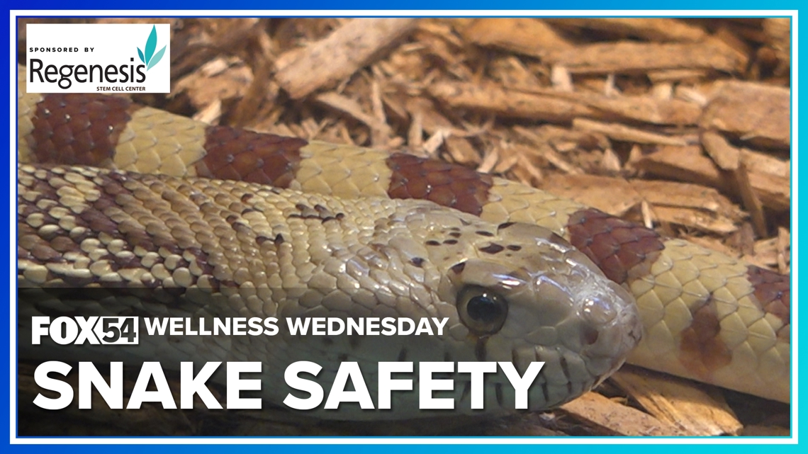 Wellness Wednesday | What you need to know about snake safety