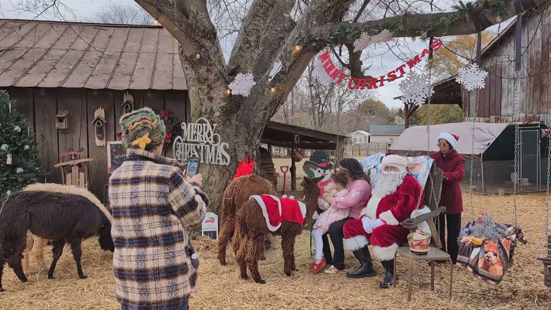 Santa mingled with the alpacas Saturday in Meridianville.