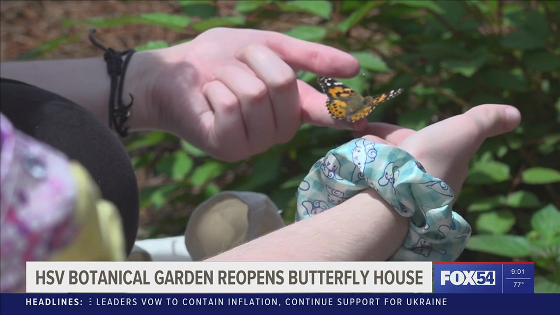 A butterfly event that'll make your heart flutter | rocketcitynow.com